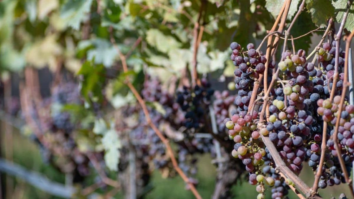 Napa y Sonoma Valley