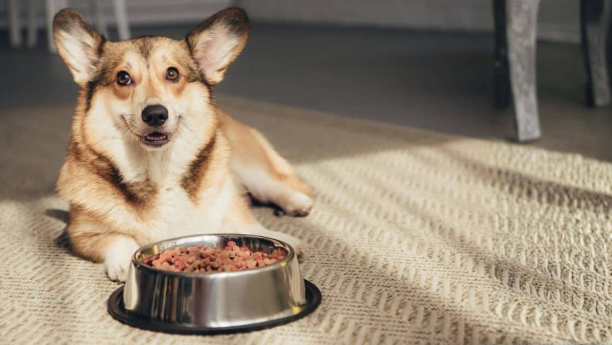 Tip de nutrición para mascotas pt.2