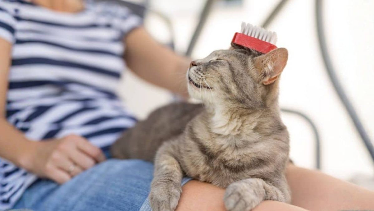 Tips para cuidar la piel de tus mascotas